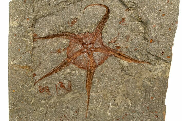 Detailed Ordovician Brittle Star (Ophiura) With Carpoids - Morocco #338990